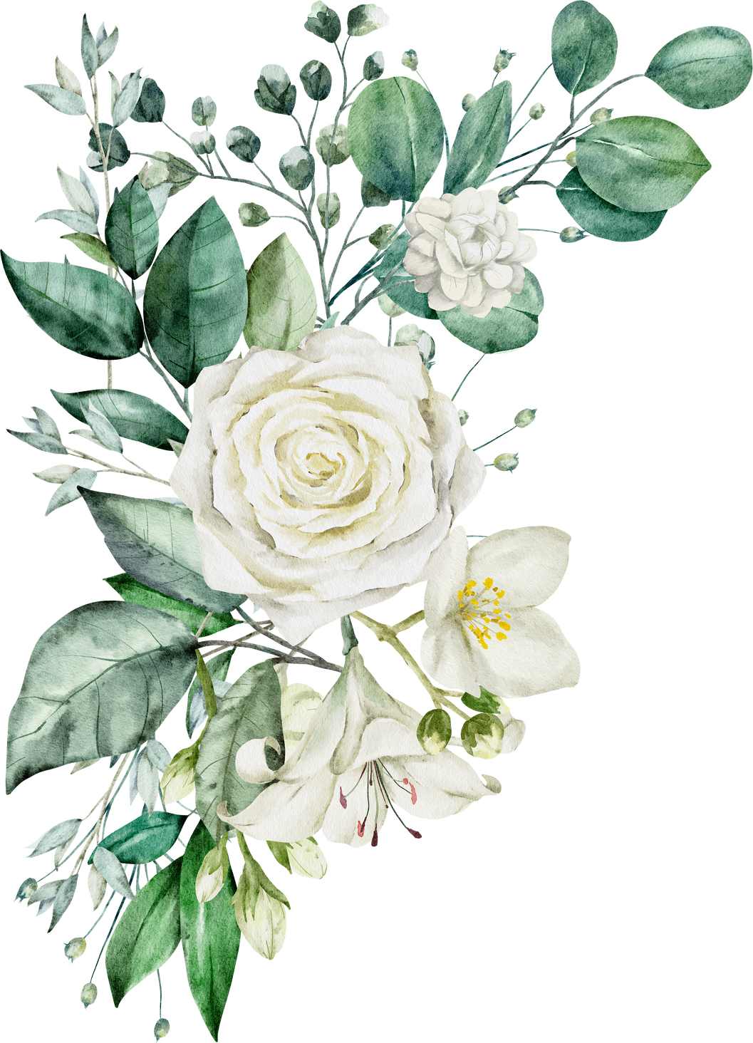 Green leaves and white rose watercolor